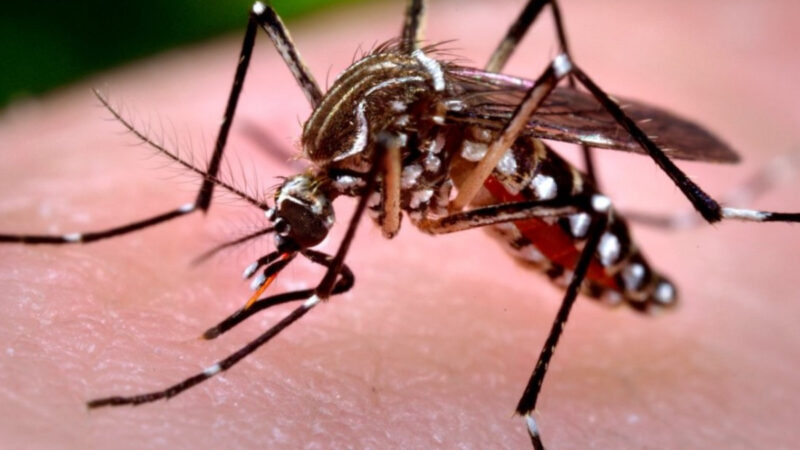 Acciones de prevención y control en la lucha contra el dengue