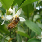 Descubren nuevas especies de abejas, su rol en el cultivo y la ley misionera que las ampara
